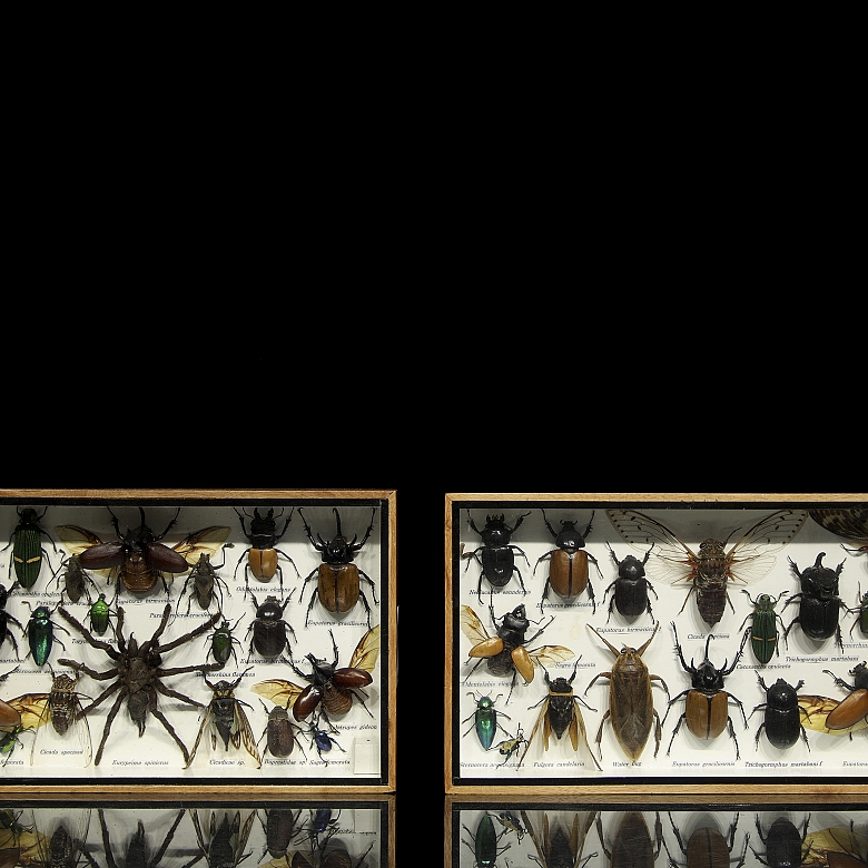 Dos cajas entomológicas con colección de insectos y arácnidos, s.XX