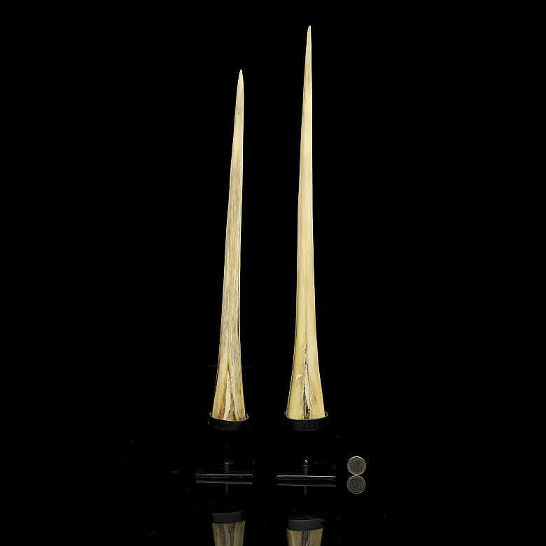 Dos huesos de pez vela, s.XX