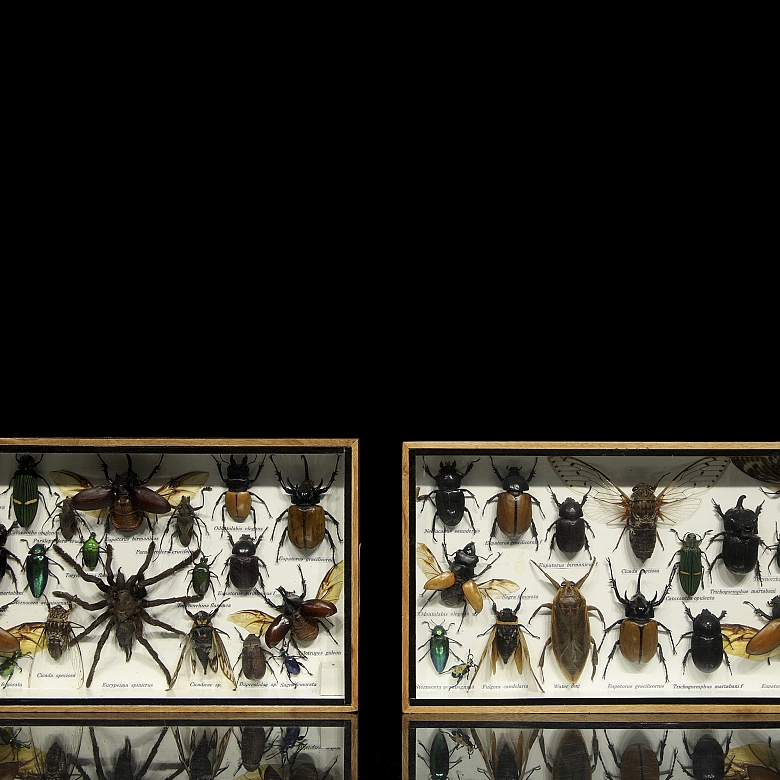 Dos cajas entomológicas con colección de insectos y arácnidos, s.XX