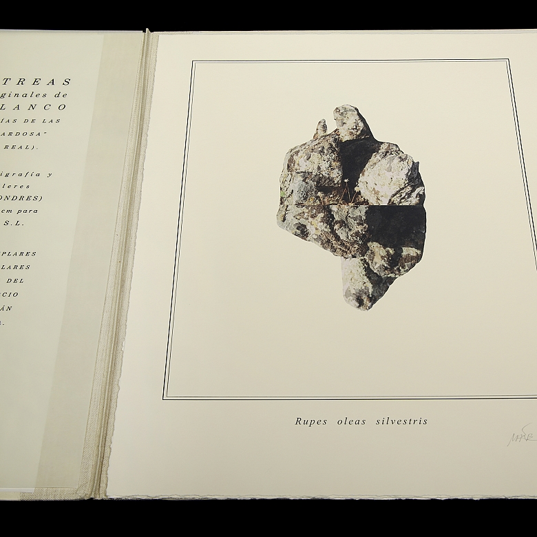 米格尔·安赫尔·布兰科 Miguel Angel Blanco《石头花》，2003年 - 3