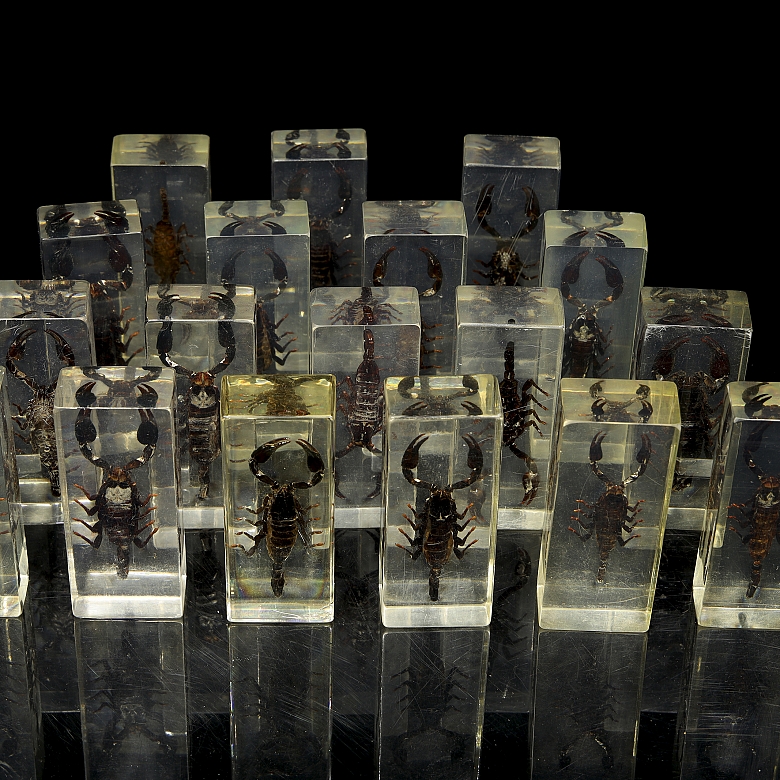 Colección entomológica de escorpiones, s.XXI