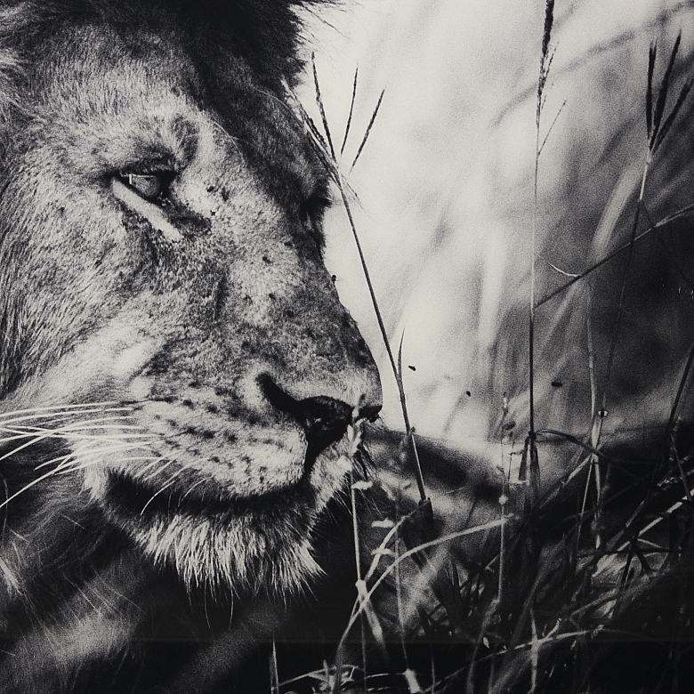 Laurent Baheux (1970)