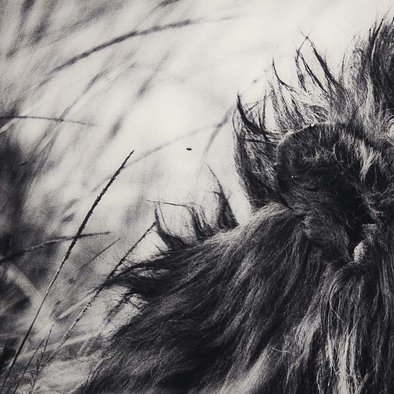 Laurent Baheux (1970)
