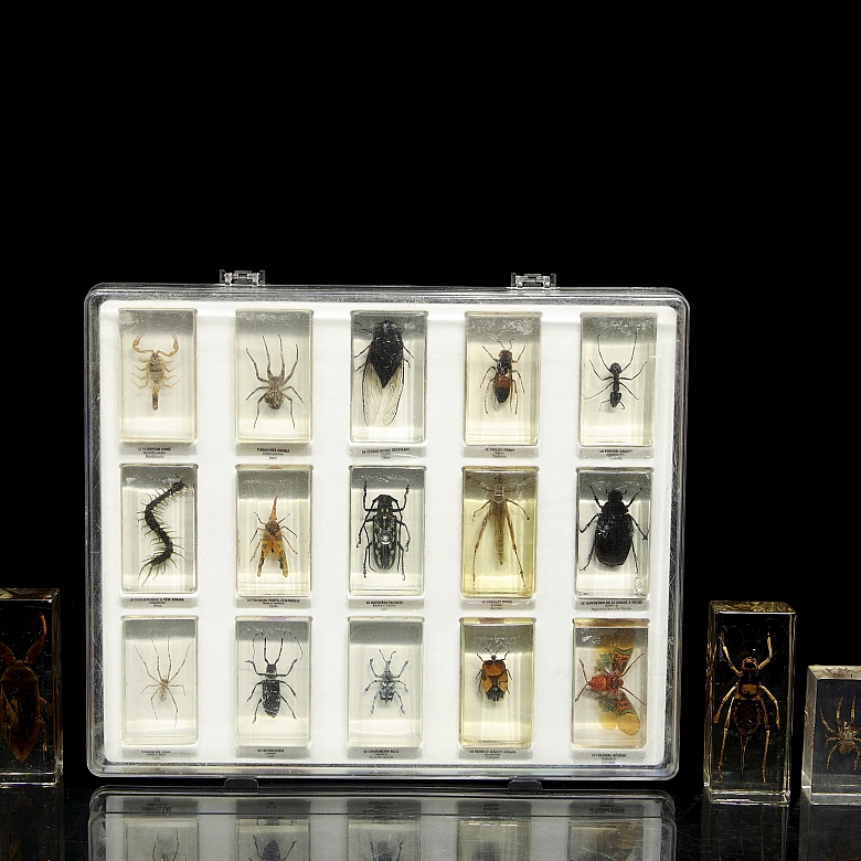 Colección entomológica de artrópodos e insectos, s.XX-XXI