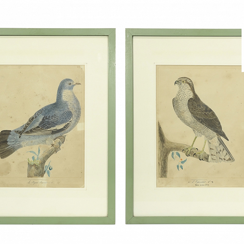 Pareja de ilustraciones de aves, S.XX