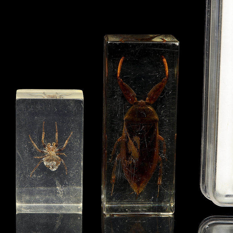 Colección entomológica de artrópodos e insectos, s.XX-XXI