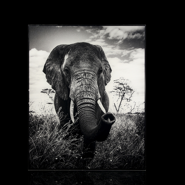 Laurent Baheux (1970) 