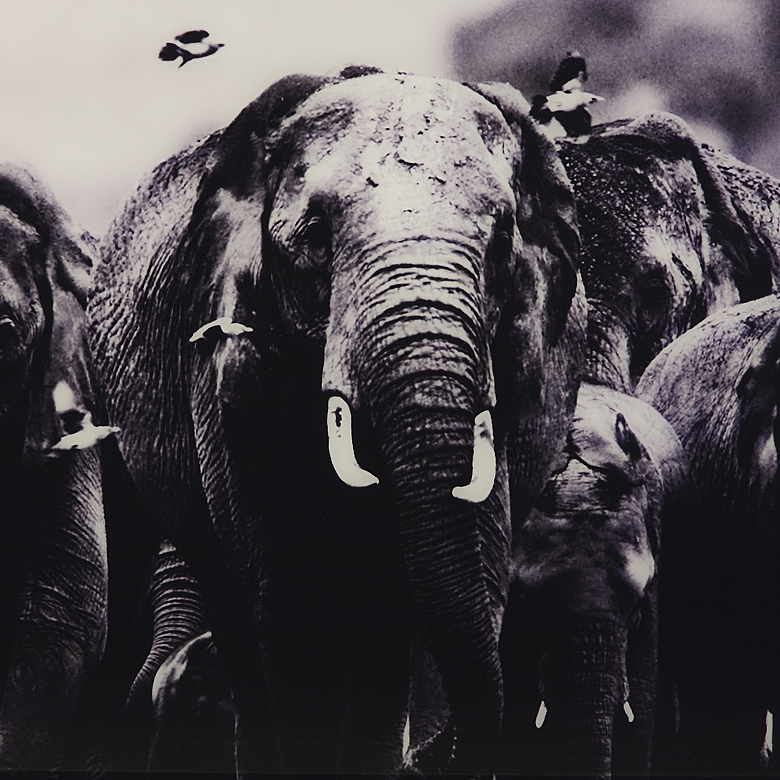 Laurent Baheux (1970)