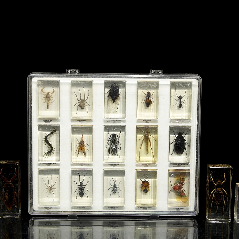 Colección entomológica de artrópodos e insectos, s.XX-XXI