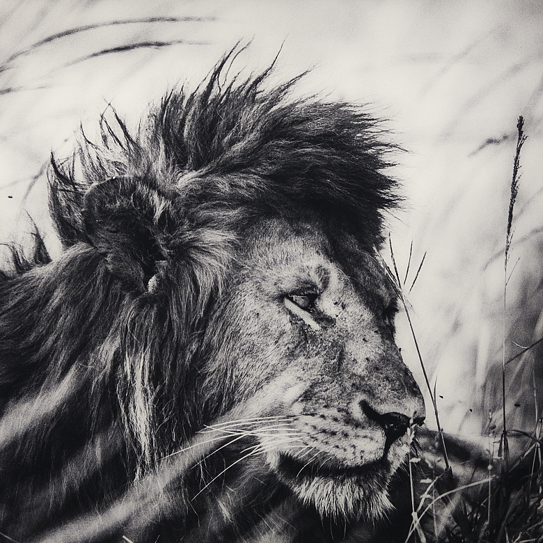 Laurent Baheux (1970)