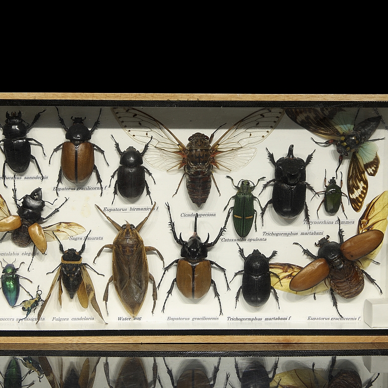 Dos cajas entomológicas con colección de insectos y arácnidos, s.XX