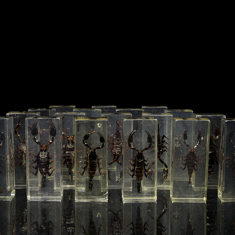 Colección entomológica de escorpiones, s.XXI
