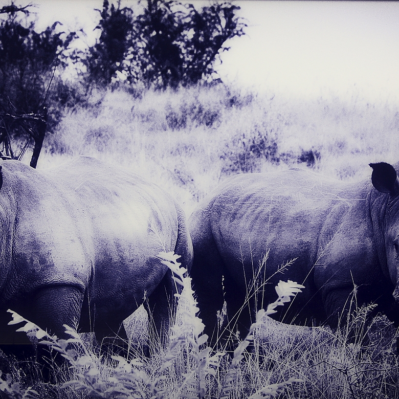 Laurent Baheux (1970)