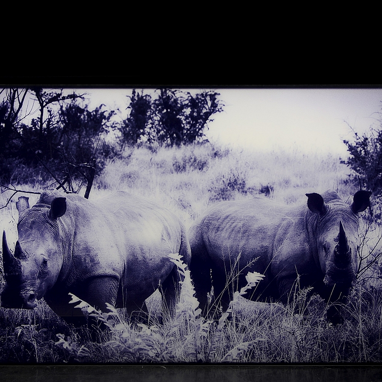 Laurent Baheux (1970)