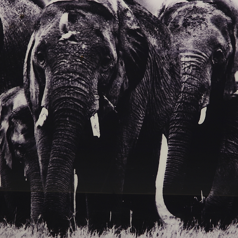 Laurent Baheux (1970)